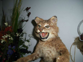 Illustration for article titled Perfect Craigslist Ad Offers Badass 'Tatxidermied' Bobcat DisplayÂ